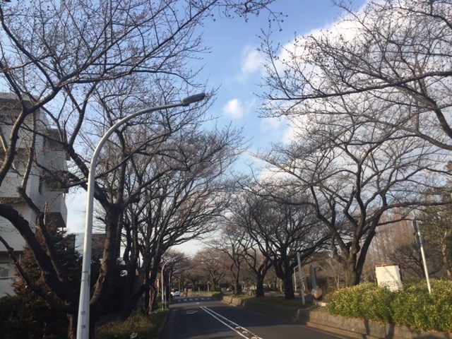 今年の東京の桜の開花予想日は3/21なので・・・