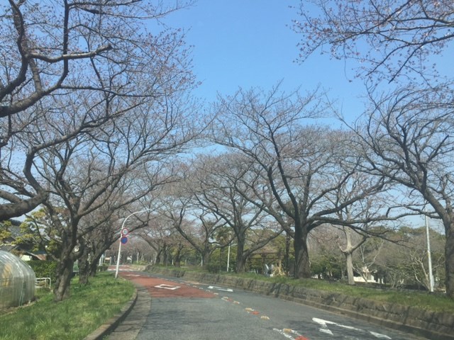 都立水元公園沿いの桜並木を偵察して参りました～。