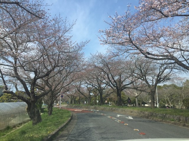 今日の時点での都立水元公園沿いの桜並木は・・・