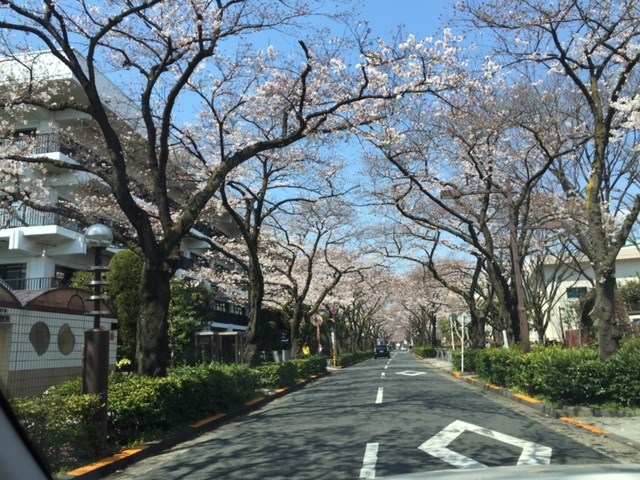 葛飾区役所沿いの桜並木が・・・