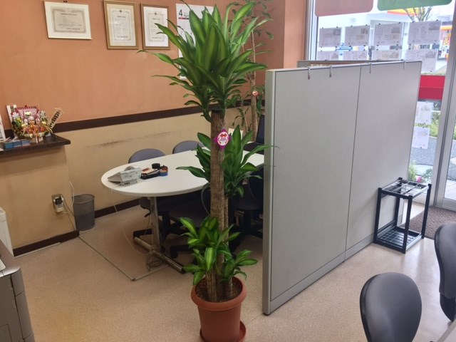 本日、当社に新しい観葉植物が登場致しました！