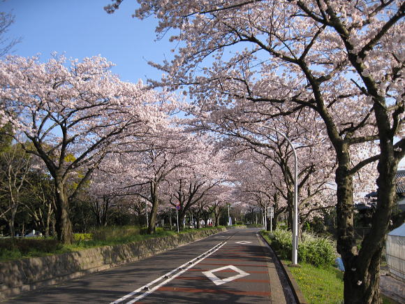 本日、都立水元公園沿いの桜並木は満開でした！