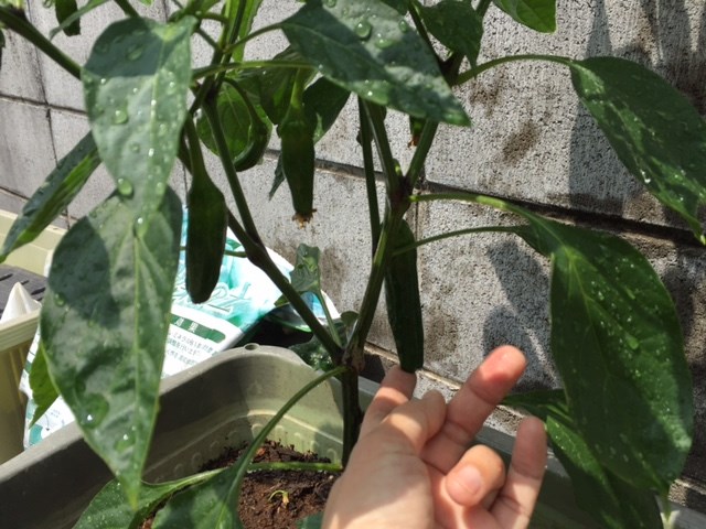 夏野菜たち・・美味しく育ってね