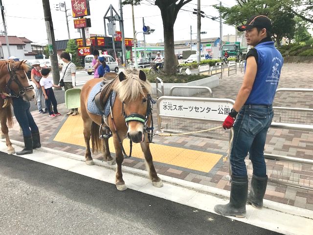 水元スポーツセンター公園の入口にポニーが二匹いました～。