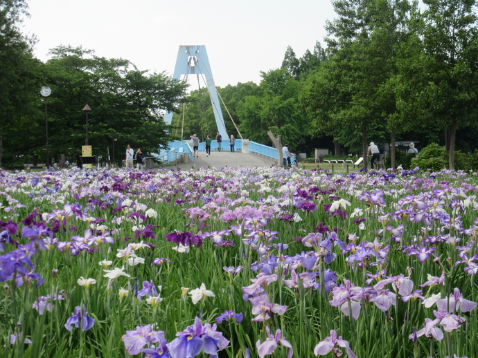 都立水元公園の菖蒲まつりの時期が近づいて参りました～。