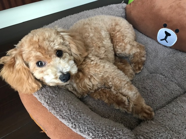 昨日、愛犬孝太郎君が男の修行より帰還致しました～。