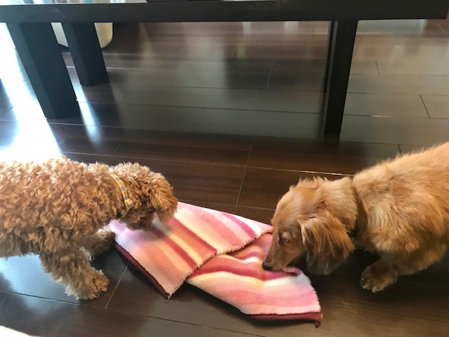 毎朝恒例の愛犬ベル君と孝太郎君の綱引きです～。