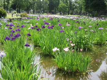 今週末、都立水元公園の菖蒲まつり2019に足を運ばれてみてはいかがでしょうか？