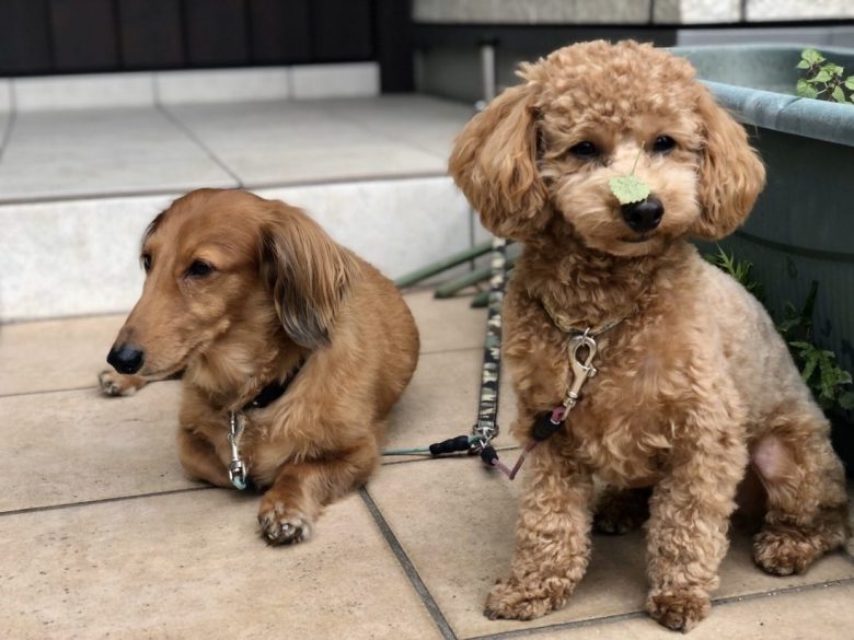 久しぶりに我が家の愛犬2名について近況方向をさせて頂きます～。