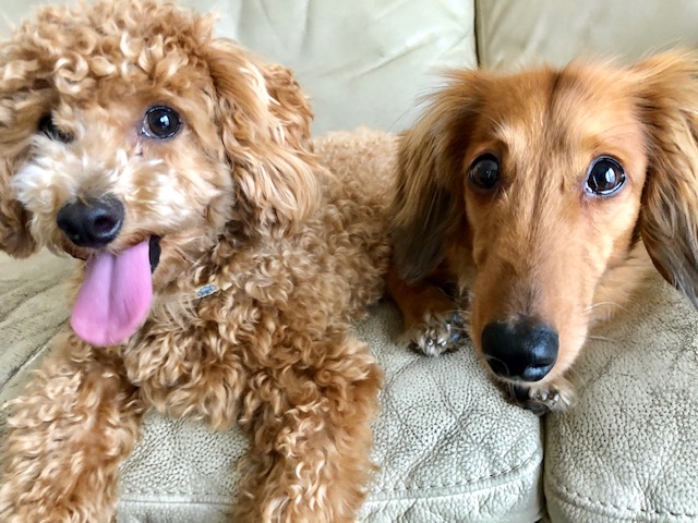 久しぶりに我が家の愛犬ベル君と孝太郎君の近況についてお知らせ致します～。