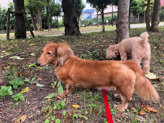 近くの公園が大好きです！