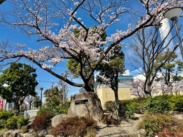 当社事務所の真横にある水元スポーツセンター公園の今朝の桜は８分咲き位の感じでしょうか？