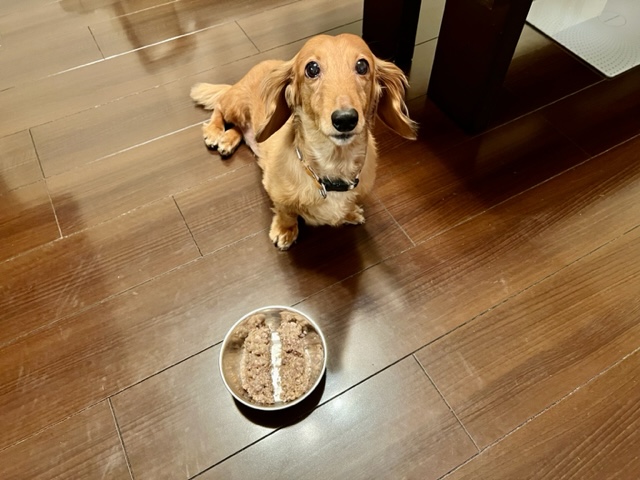 1/10に愛犬ベル君が11歳のお誕生日を迎えました～。