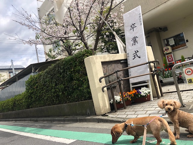 さくら咲く・・明日天気になあれーー